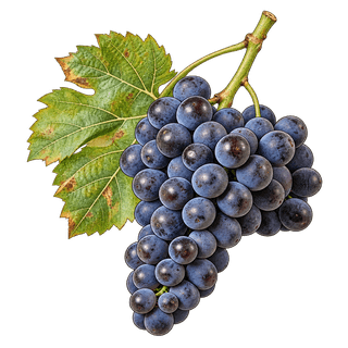 Duras grape cluster