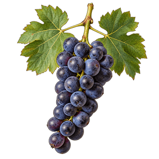 Durif grape cluster