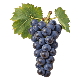 Espadeiro grape cluster