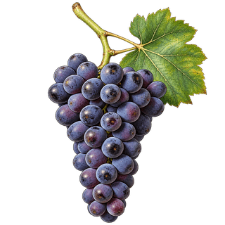 Fer grape cluster