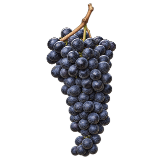 Fortana grape cluster