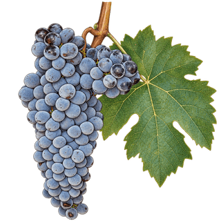Frappato grape cluster