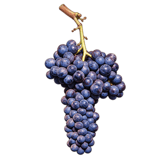 Freisa grape cluster