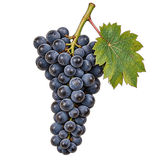 Frontenac grape cluster