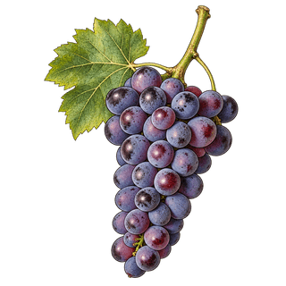 Gaglioppo grape cluster