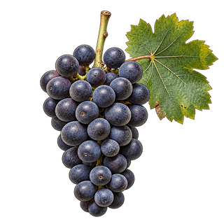 Garanoir grape cluster