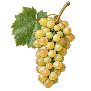 Gouais blanc grape cluster