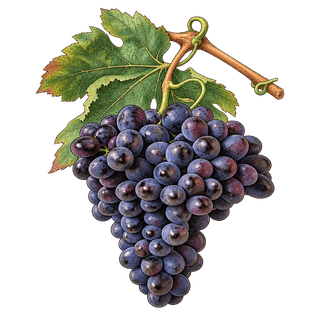 Grand Noir de la Calmette grape cluster