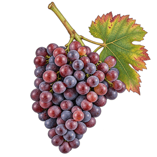 Grapput grape cluster