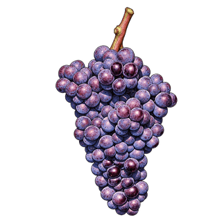 Grignolino grape cluster