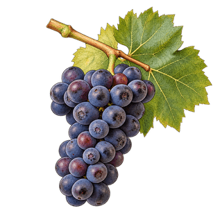 Grolleau grape cluster