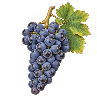 Heroldrebe grape cluster