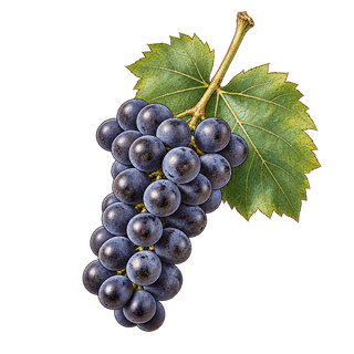 Isabella grape cluster