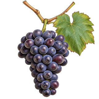 Ives grape cluster