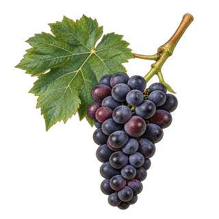 Kadarka grape cluster