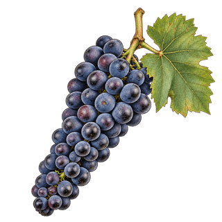 Kotsifali grape cluster