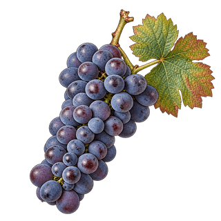 Kratošija grape cluster