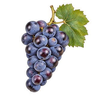 Kyoho grape cluster