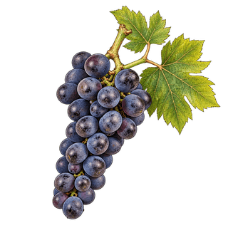Lacrima grape cluster