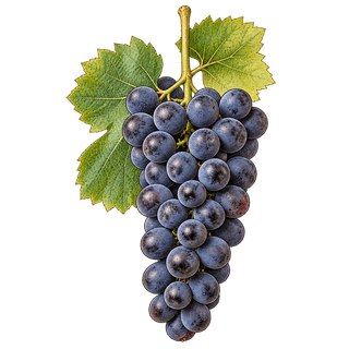 Lagrein grape cluster