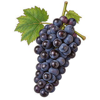 Léon Millot grape cluster