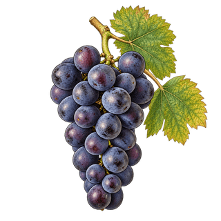 Listán negro grape cluster