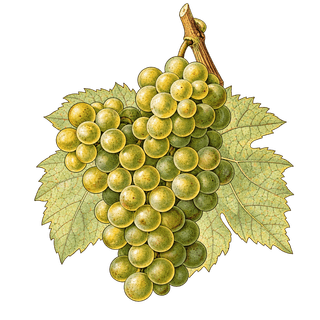 Madeleine Royale grape cluster