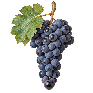 Malbec grape cluster