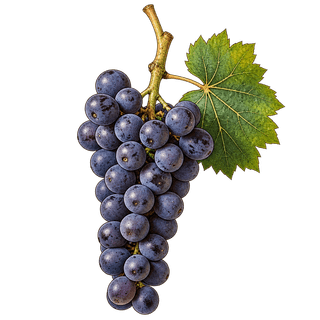 Marechal Foch grape cluster