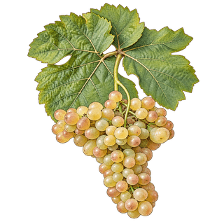 Marsanne grape cluster