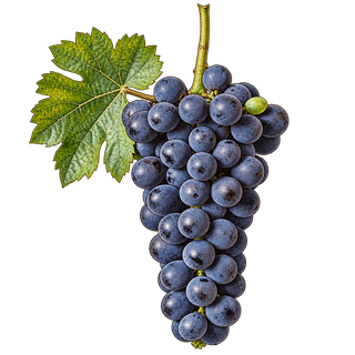 Marselan grape cluster