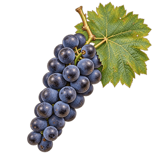 Marzemino grape cluster