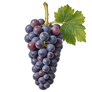Mencia grape cluster