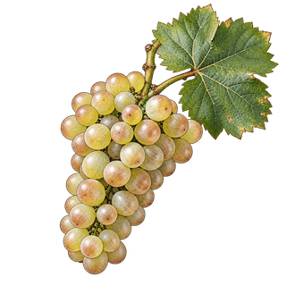 Molette grape cluster