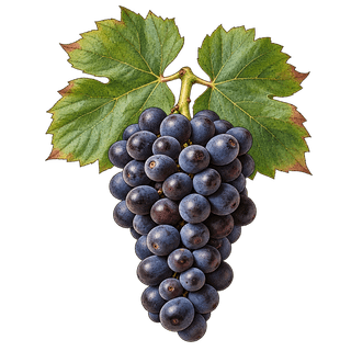 Mondeuse Noire grape cluster