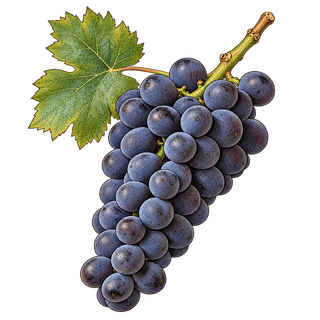 Montepulciano grape cluster