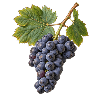 Mornen noir grape cluster