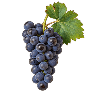Mourvèdre grape cluster
