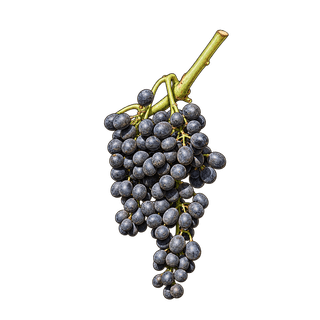 Mujuretuli grape cluster