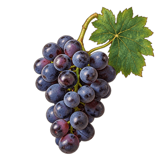 Muscat Bleu grape cluster