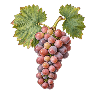 Muscat Rose à Petits Grains grape cluster