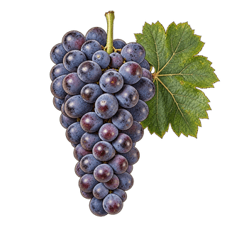 Nebbiolo grape cluster