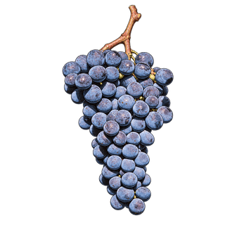 Nerello Mascalese grape cluster