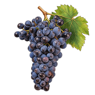 Nero d'Avola grape cluster