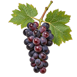 Niabell grape cluster