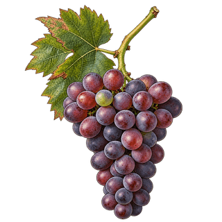 Nielluccio grape cluster