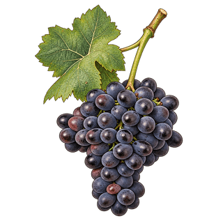 Oeillade noire grape cluster
