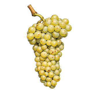 Pallagrello bianco grape cluster