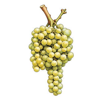 Passerina grape cluster
