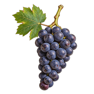 Petit Verdot grape cluster